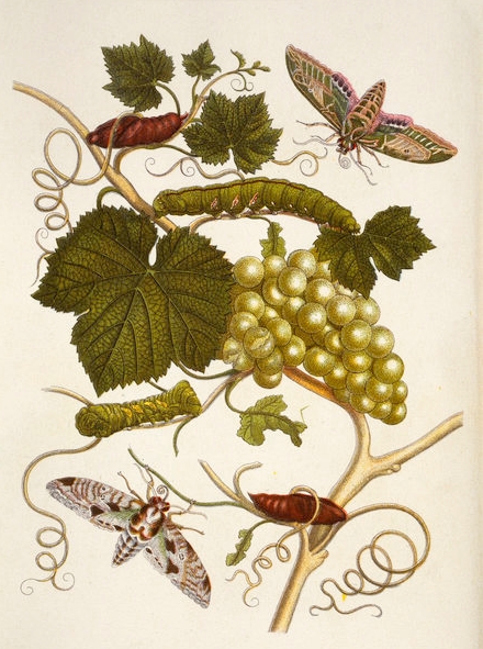 Zeichnung von Merian